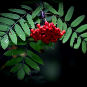 1as
